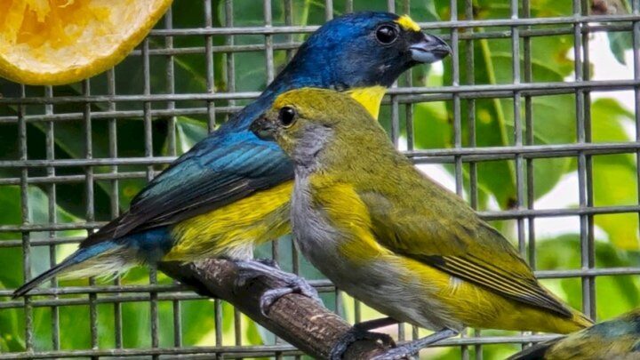Operação “Canto Livre” flagra rinha de canários e resgata 153 aves em Pouso Redondo