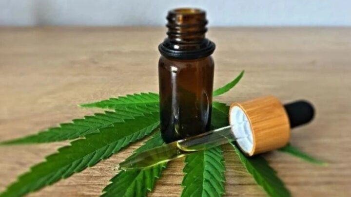 Anvisa aprova cultivo de Cannabis medicinal no Brasil