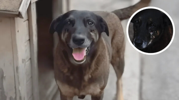 Defesa de adolescente contesta indiciamento por morte do cão Orelha em SC