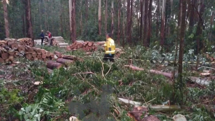 Homem morre após ser atingido por árvore durante trabalho em SC