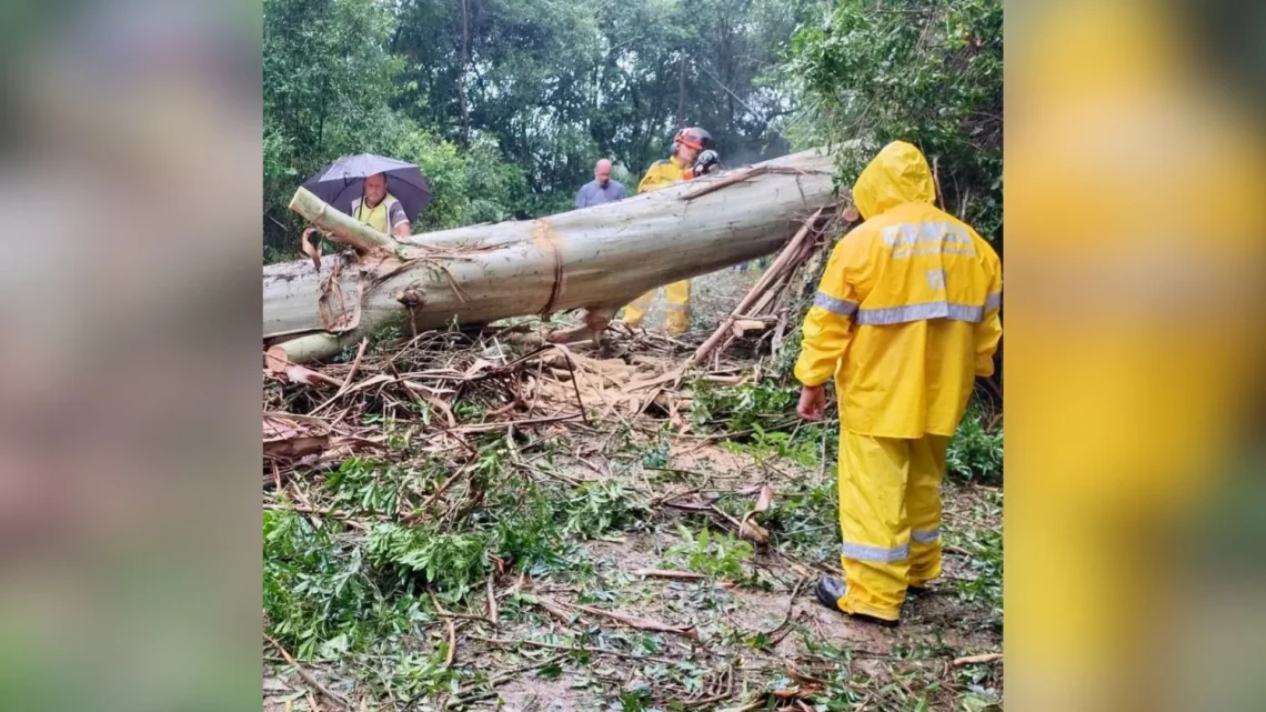 Tempestade com granizo derruba árvores e provoca estragos em Videira